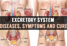 excretory system diseases symptoms and cure