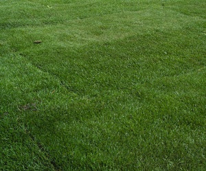 uneven lawn