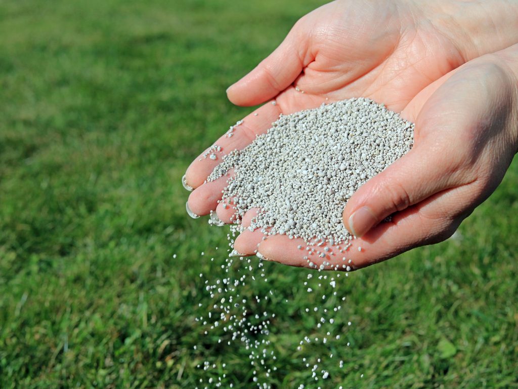 Fertilising Buffalo Grass