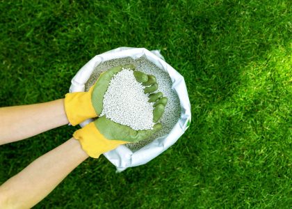 Granual fertiliser on lawn