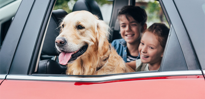 road trip with your dog