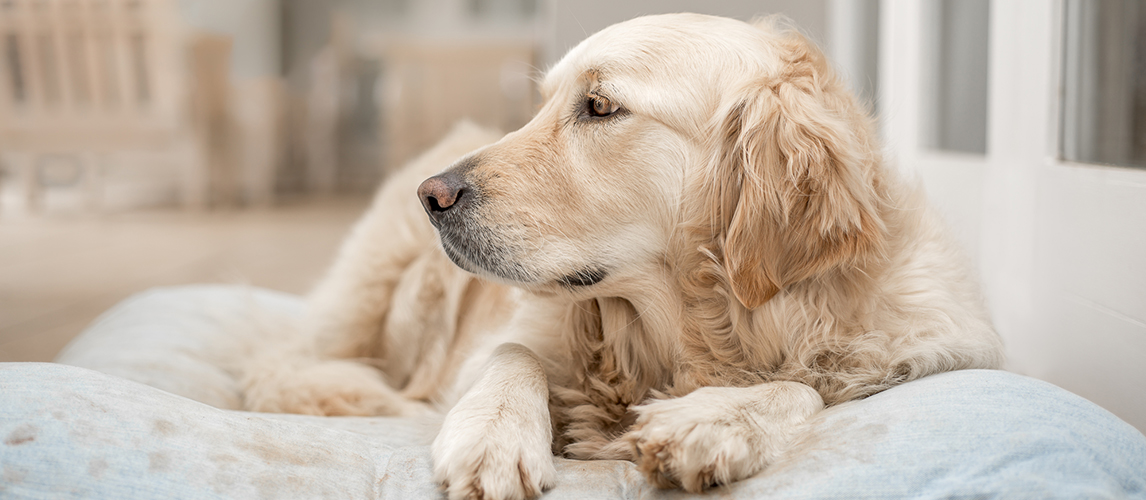 The Best Dog Food For Golden Retrievers Review In 2020