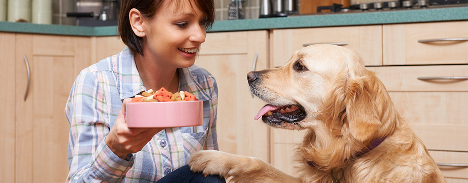 The Best Dog Food For Golden Retrievers Review In 2020