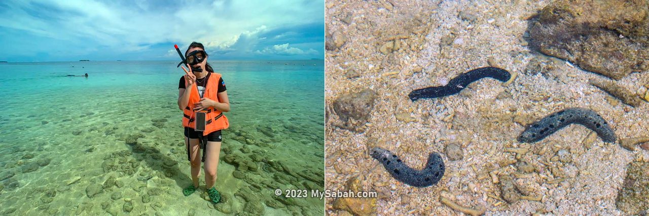 Left: snorkeling on Selingan Island. Right: sea cucumbers