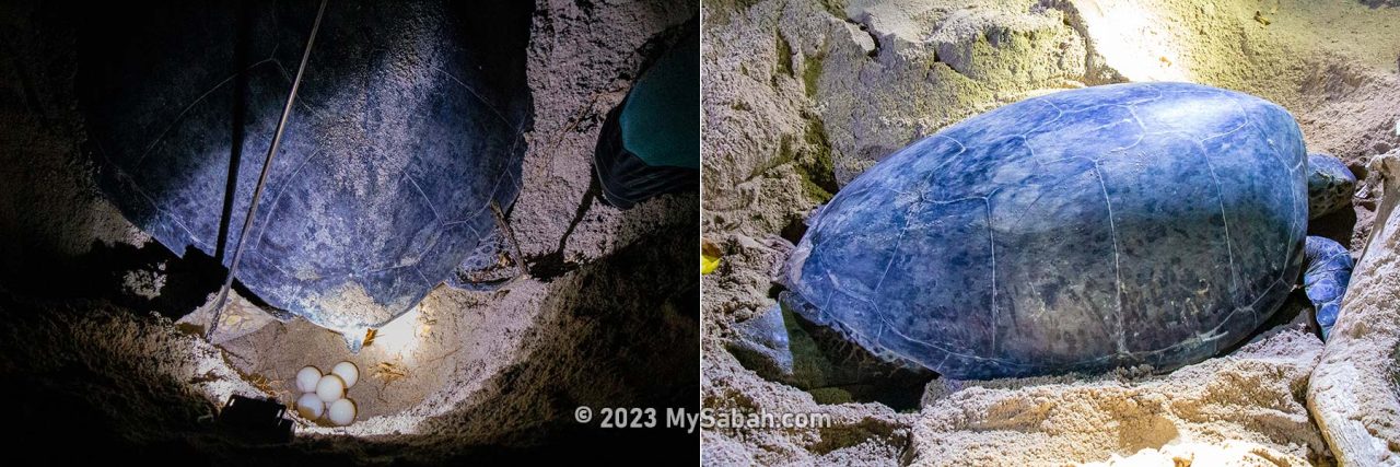 Turtle laying eggs into a dug hole on the beach