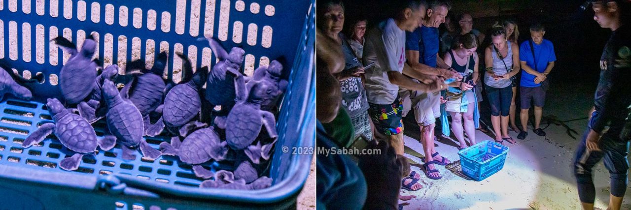 Newly hatched baby turtles got photographed by excited tourists before their release