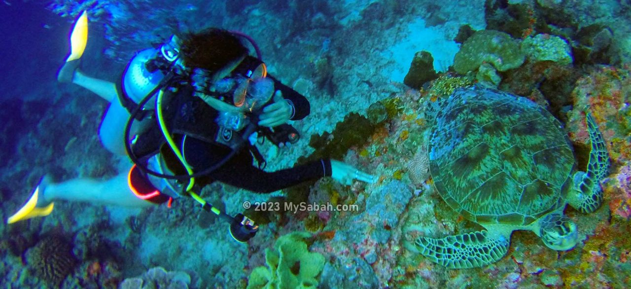 Scuba diver and a green turtle