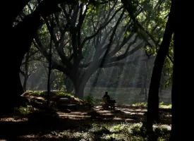 Cubbon Park visiting hours