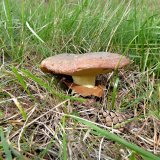 Klouzek obecný (Suillus luteus) od MV