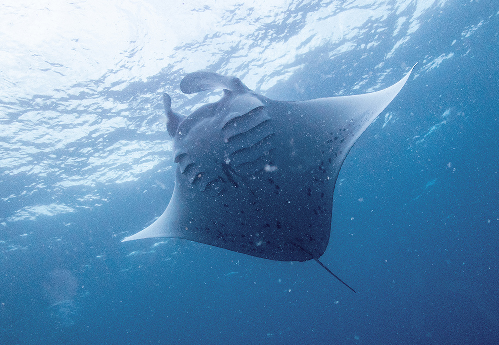 Manta Ray Fiji