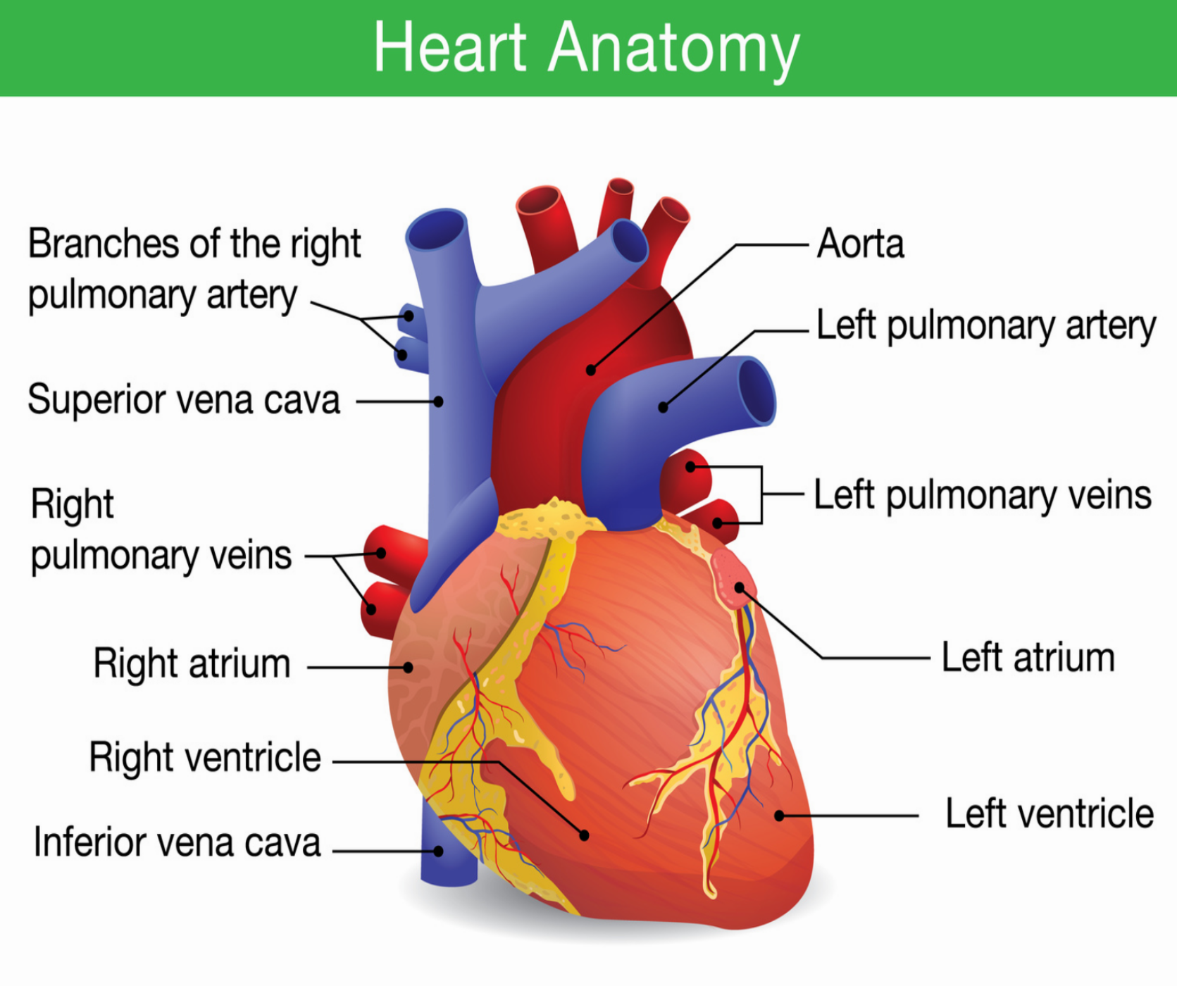 Cardiac Anatomy Heart Anatomy | Images and Photos finder