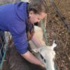 Small Ruminant Animal Husbandry Training