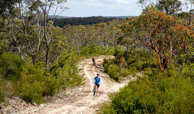 Two mountain bikers ride along Woodford-Oaks trail, Blue Mountains National Park. Photo: Steve Alton