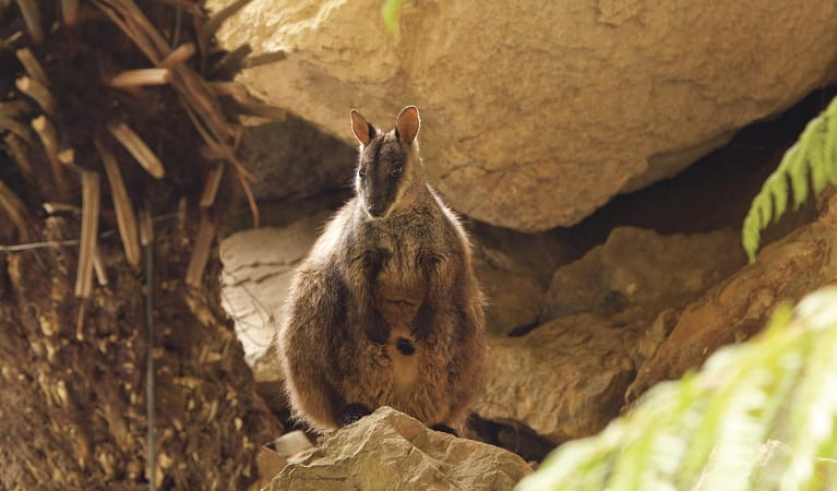 Rock wallaby. Blue Mountains National Park. Photo: Rosie Nicolai &copy; Rosie Nicolai