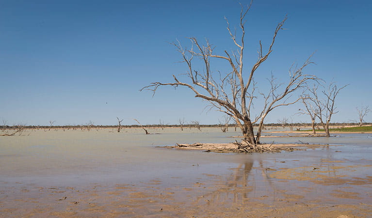 Lake Pinaroo wetland in Sturt National Park. Photo: John Spencer/DPIE