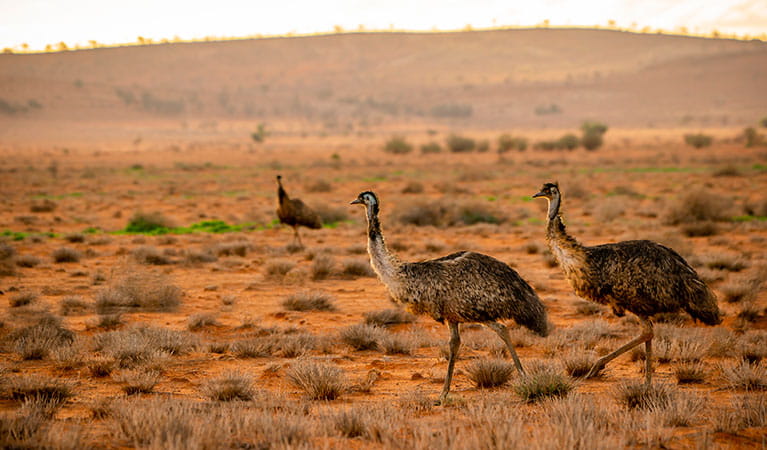 Emus on the red earth next to the Silver City Highway near Tibooburra. Photo: John Spencer/DPIE