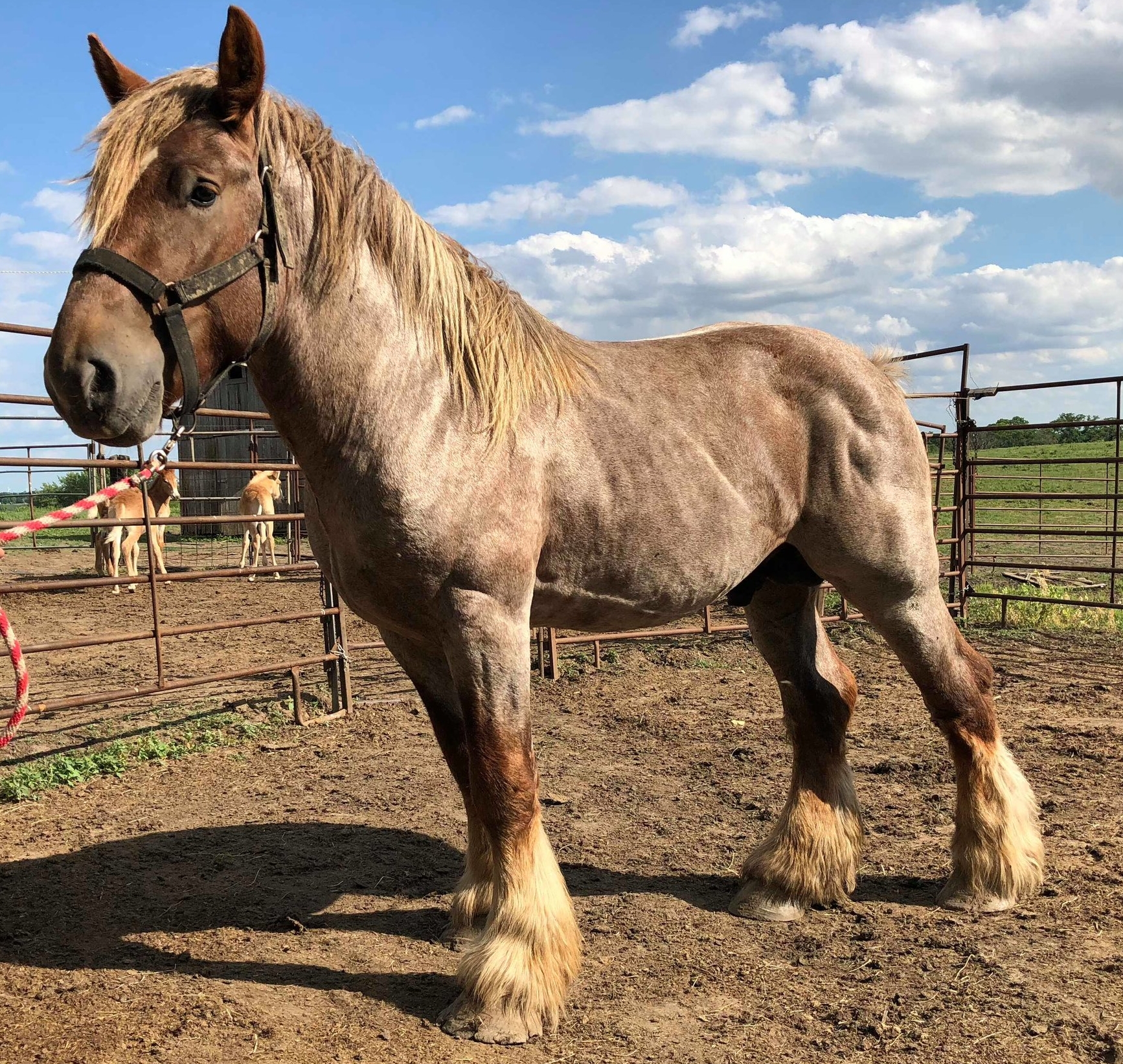 Brabant / Belgian horse