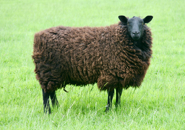 Black Welsh Mountain sheep