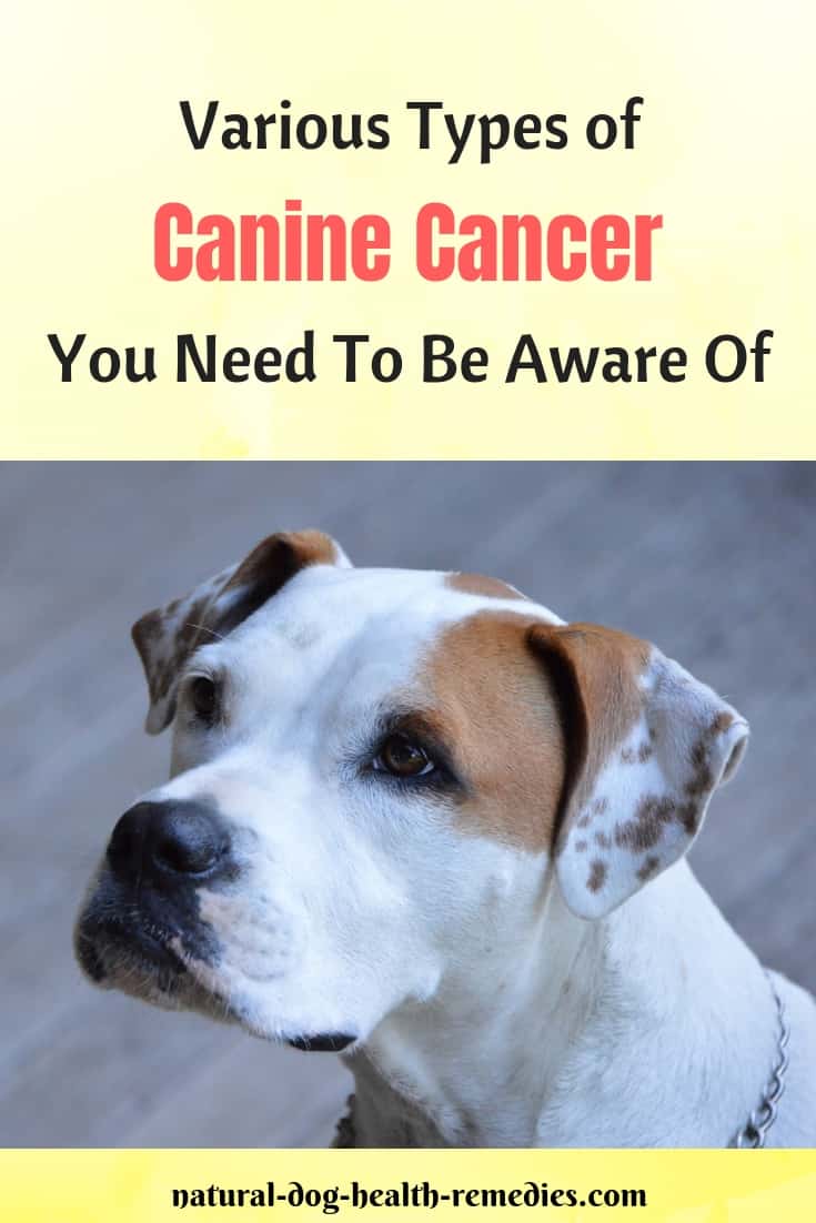 Dog Cancer Types