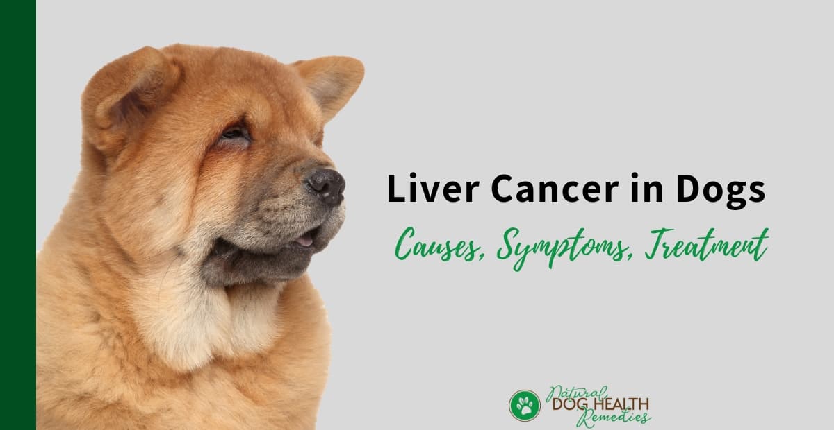 How Long Does A Dog Live With Liver Cancer