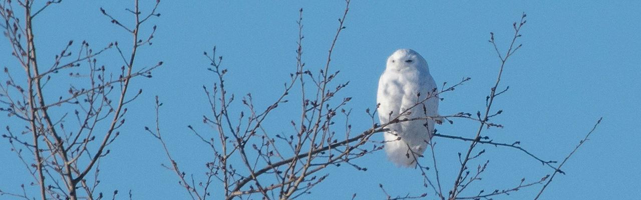 Birding Minnesota, Bird watching Minnesota, The Great Lakes, Naturalist Journeys, Wildlife Tour, Wildlife Photography, Ecotourism, Specialty Birds, Birding Hotspot, Owls