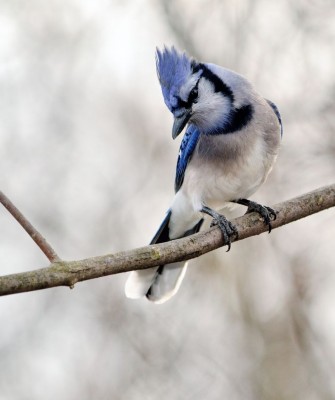 Birding Minnesota, Bird watching Minnesota, The Great Lakes, Naturalist Journeys, Wildlife Tour, Wildlife Photography, Ecotourism, Specialty Birds, Birding Hotspot, Owls