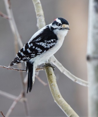 Birding Minnesota, Bird watching Minnesota, The Great Lakes, Naturalist Journeys, Wildlife Tour, Wildlife Photography, Ecotourism, Specialty Birds, Birding Hotspot, Owls