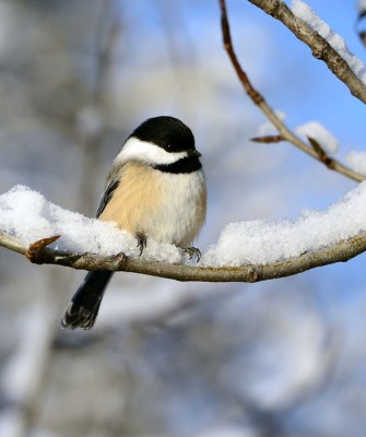 Birding Minnesota, Bird watching Minnesota, The Great Lakes, Naturalist Journeys, Wildlife Tour, Wildlife Photography, Ecotourism, Specialty Birds, Birding Hotspot, Owls