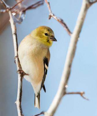 Birding Minnesota, Bird watching Minnesota, The Great Lakes, Naturalist Journeys, Wildlife Tour, Wildlife Photography, Ecotourism, Specialty Birds, Birding Hotspot, Owls