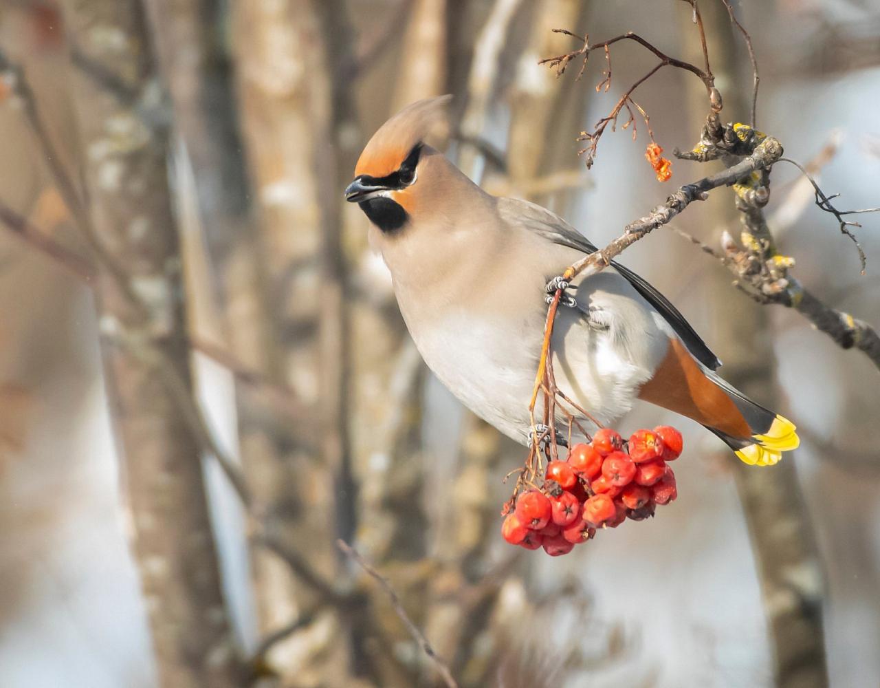 Birding Minnesota, Bird watching Minnesota, The Great Lakes, Naturalist Journeys, Wildlife Tour, Wildlife Photography, Ecotourism, Specialty Birds, Birding Hotspot, Owls