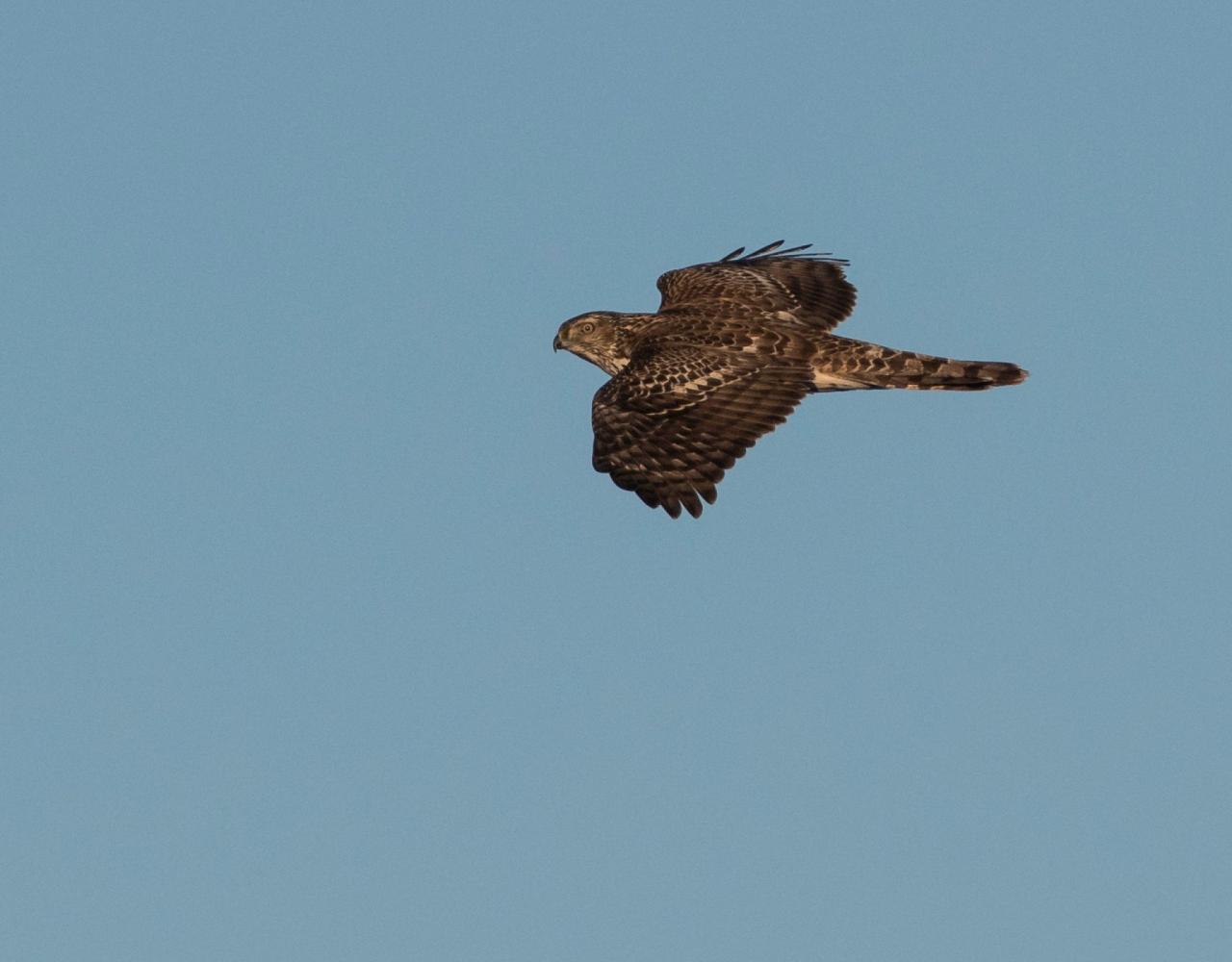 Birding Minnesota, Bird watching Minnesota, The Great Lakes, Naturalist Journeys, Wildlife Tour, Wildlife Photography, Ecotourism, Specialty Birds, Birding Hotspot, Owls