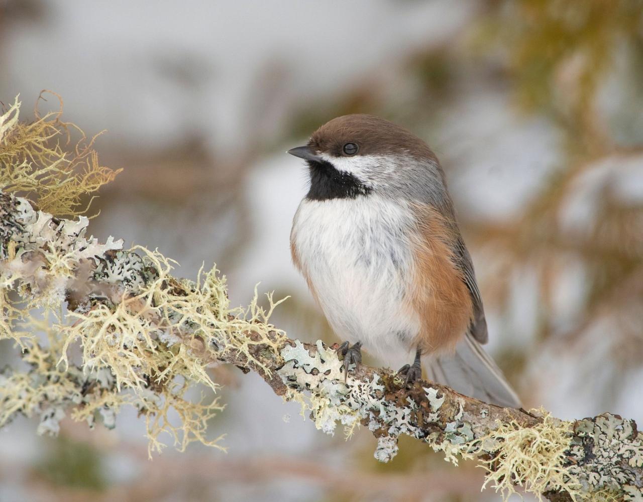 Birding Minnesota, Bird watching Minnesota, The Great Lakes, Naturalist Journeys, Wildlife Tour, Wildlife Photography, Ecotourism, Specialty Birds, Birding Hotspot, Owls