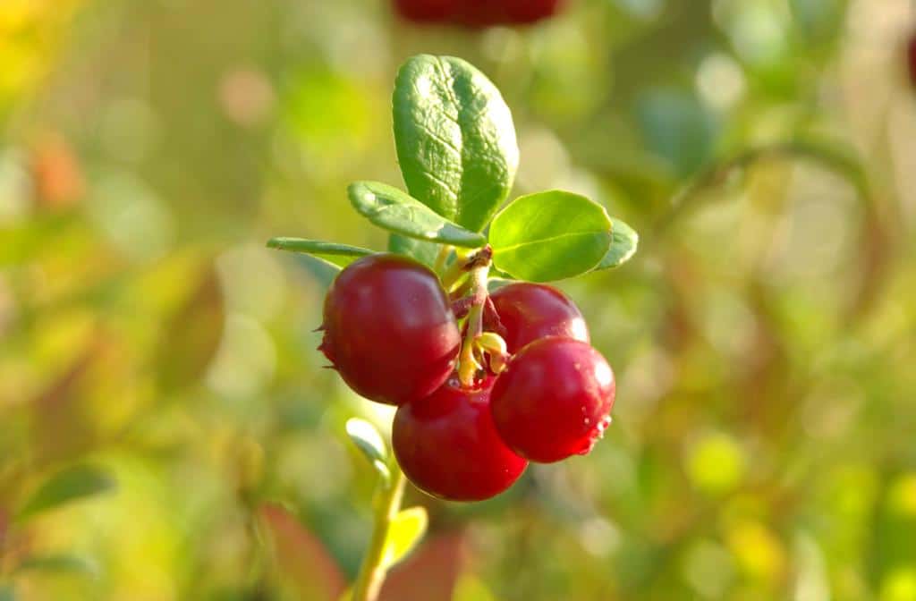 Exotic berry shrubs like cranberry, shown here, survive harsh winters.