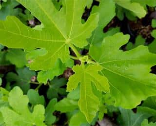 Fig tree leaves