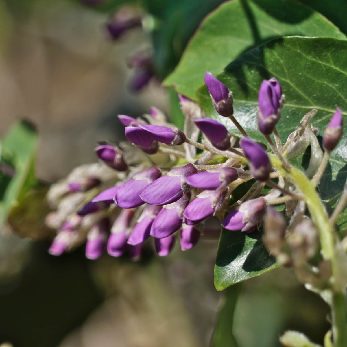 Vines that are fragrant, such as wisteria