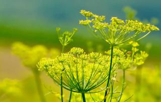 Fennel flowers