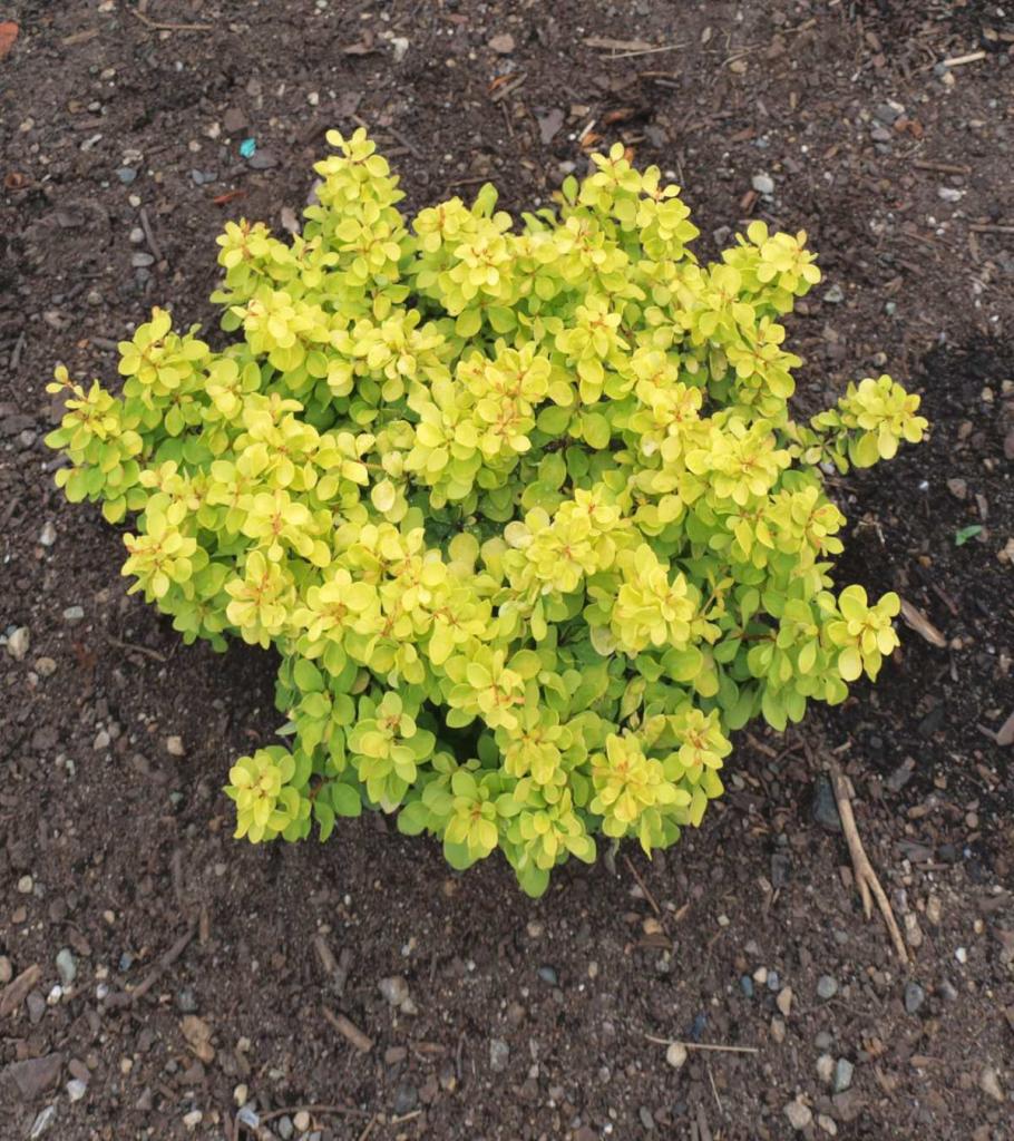 Newly planted dwarf barberry shrub.