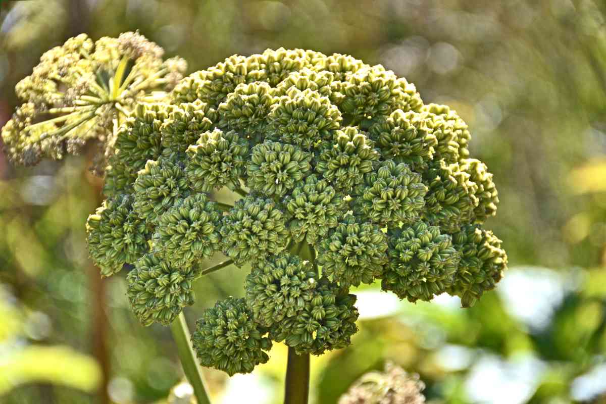 Medicinal angelica flower head