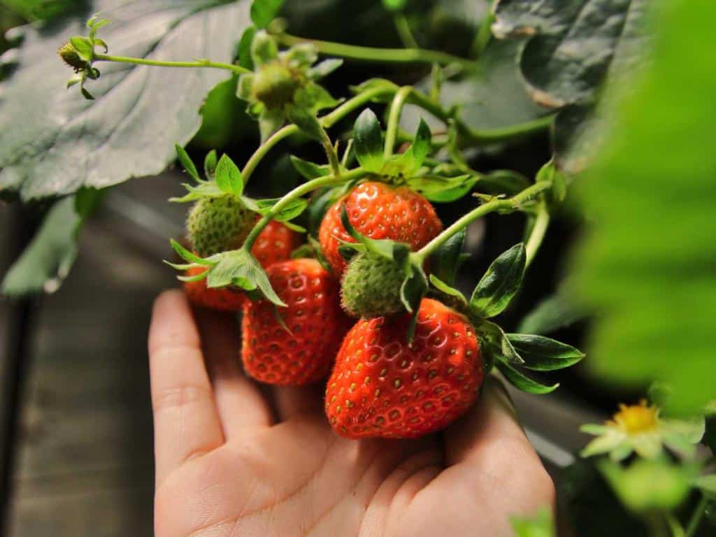 Strawberry plant