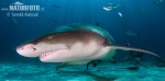 Lemon shark