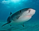 Tiger Shark