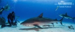 Tiger Shark