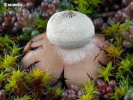 Pouzar's Earthstar