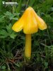 Waxcaps