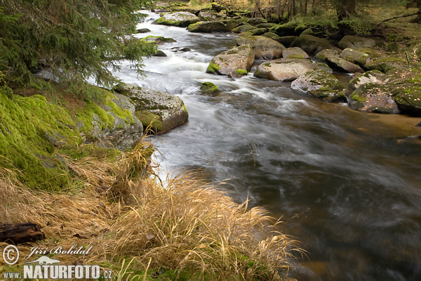 Selva de Bohemia