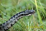 Vipera berus