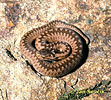 Vipera berus