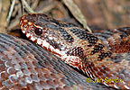 Vipera berus