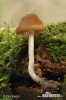 Psilocybe bohemica