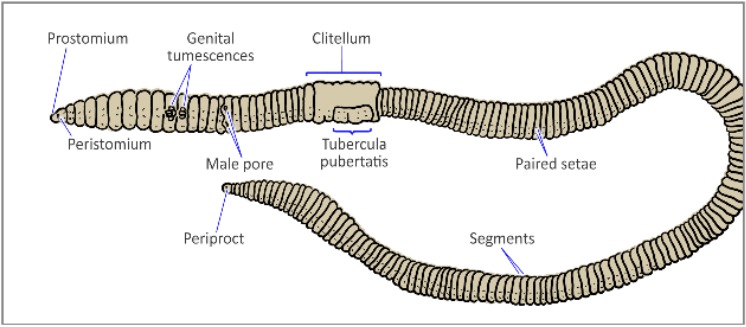 Earthworm